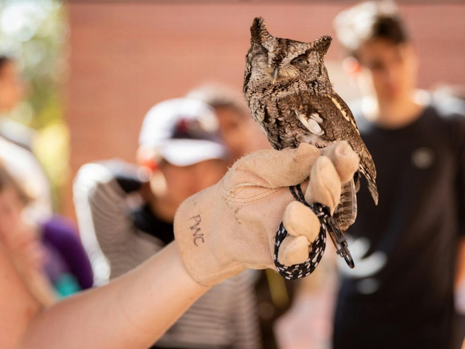 Adam Prince, an environmental educator at the Piedmont Wildlife Center, teaches students about Ash, the Eastern Screech-Owl, at a Harry Potter-themed event called Cobbwarts on April 6, 2019. "I mean this is Pigwidgeon," Prince said. "This is the same owl that the Weasleys had."