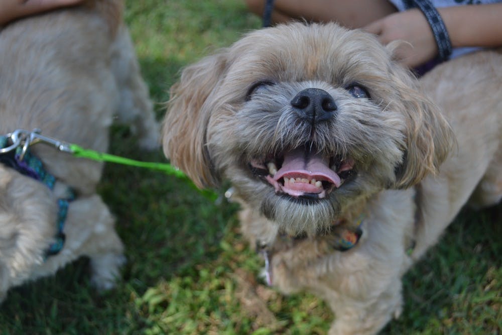 Sigmund, the Shih Tzu, smiles at the Critter Carnival on Saturday afternoon. 