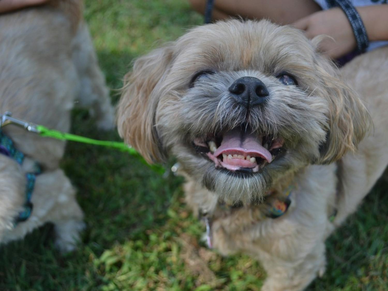 Sigmund, the Shih Tzu, smiles at the Critter Carnival on Saturday afternoon. 