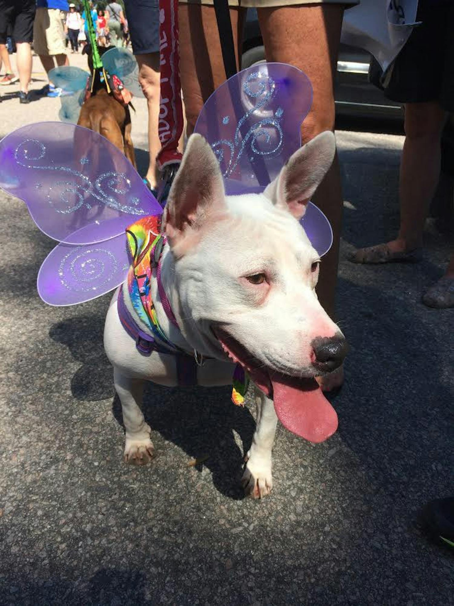 Natalie the pit bull enjoys PrideFest at Duke University this weekend.&nbsp;