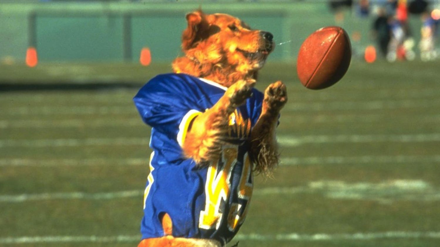 "Air Bud" may be the best sports movie of all timePhoto taken from&nbsp;Sports Illustrated