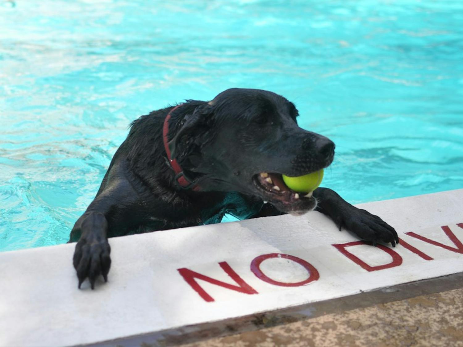 The Hargraves Community Center on Roberson Street hosted the annual Orange County Animal Services Dog Swim Sunday afternoon. This is the event's 11th year.