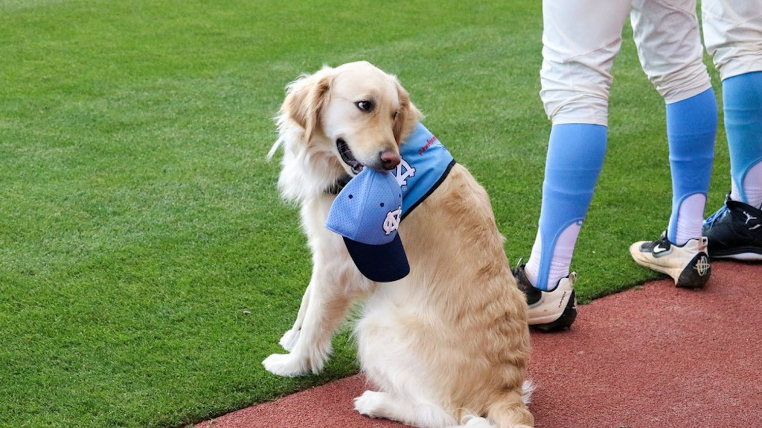 REMINGTON is a member of the North Carolina baseball team this season. As the service facilities dog, he aids the players with physical therapy as well as carrying out the game ball.&nbsp;