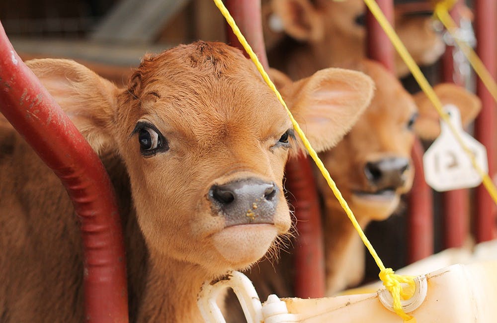 After the delivery of calves from their cows, the Chapel Hill Creamery decided to involve the community in naming the new additions to the farm. At the Piedmont Farm Tour on April 27th and 28th, there will be a 'name the calf' contest where attendees can suggest a name for all the calves born at the Creamery in March and April. Portia McKnight, co-founder of the creamery with Flo Hawley, said, "We have a new calf that was born just this morning."