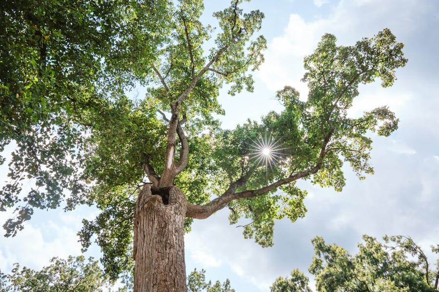 20 years after seeds were distributed to children, Davie Poplar's legacy still grows