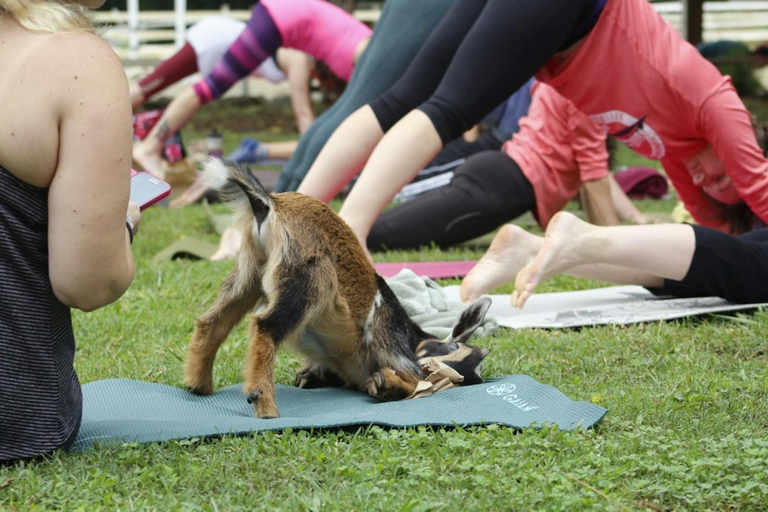 A goat stretches out during goat yoga Saturday morning.&nbsp;