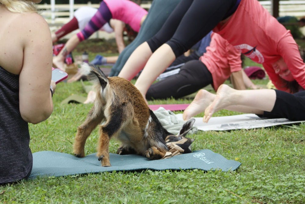 <p>A goat stretches out during goat yoga Saturday morning.&nbsp;</p>