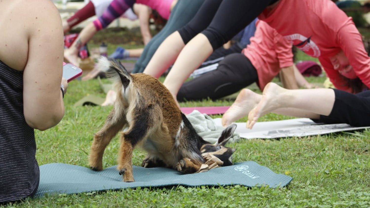 A goat stretches out during goat yoga Saturday morning.&nbsp;