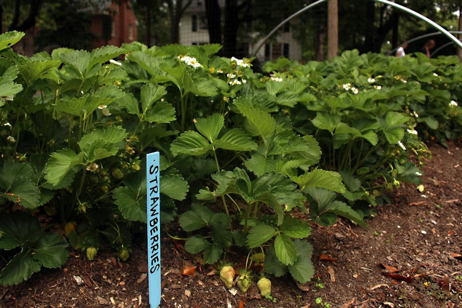 Carolina Campus Community Gardens is one of several gardens being featured in this years Chapel Hill Garden Tour. 