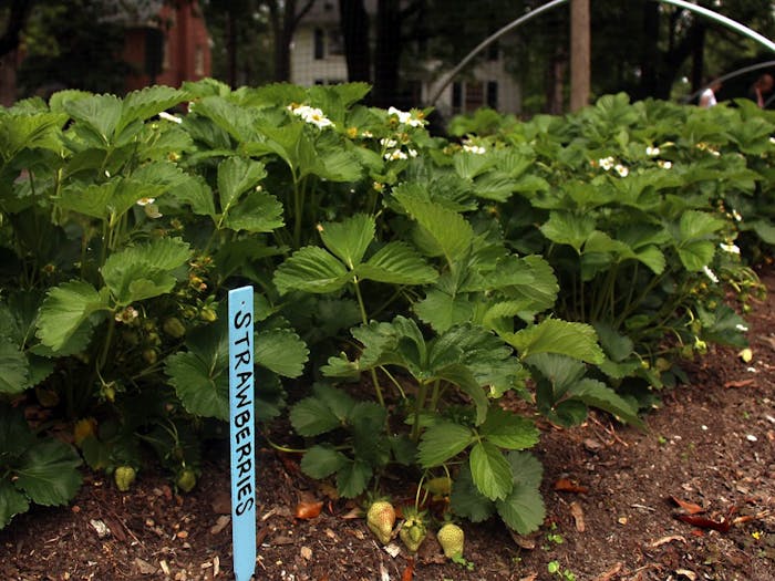 Carolina Campus Community Gardens is one of several gardens being featured in this years Chapel Hill Garden Tour. 