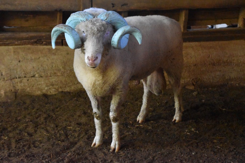 <p>Rameses stands in a barn at his "forever home" of Magnolia Farms.&nbsp;</p>