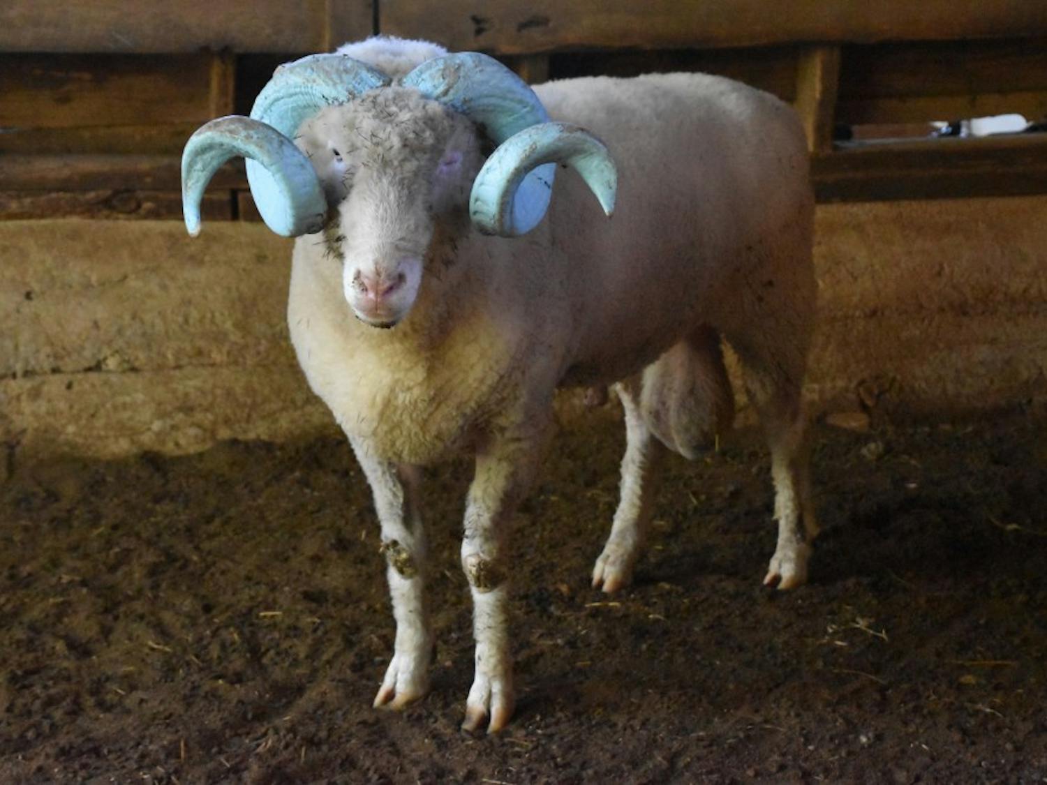 Rameses stands in a barn at his "forever home" of Magnolia Farms.&nbsp;