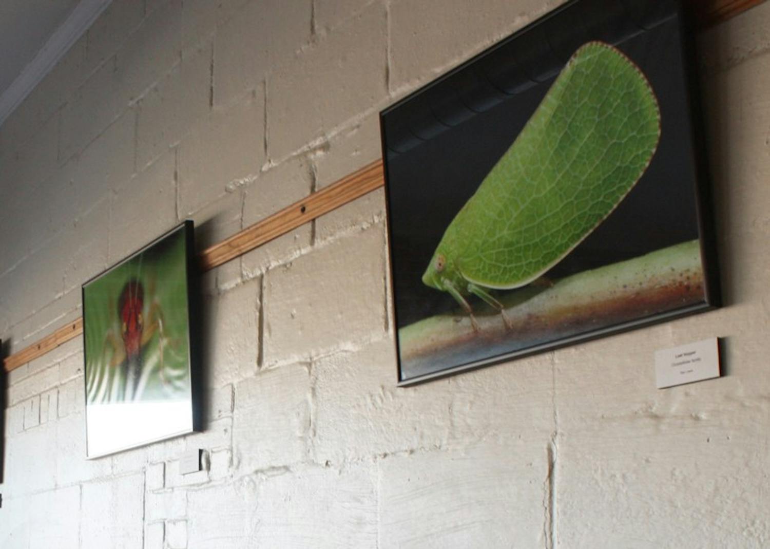 Nature photographs by artist Stan Lewis are displayed at Open Eye Café in Carrboro.   As a part of its mission, the cafe regularly features the work of local artists on its walls.