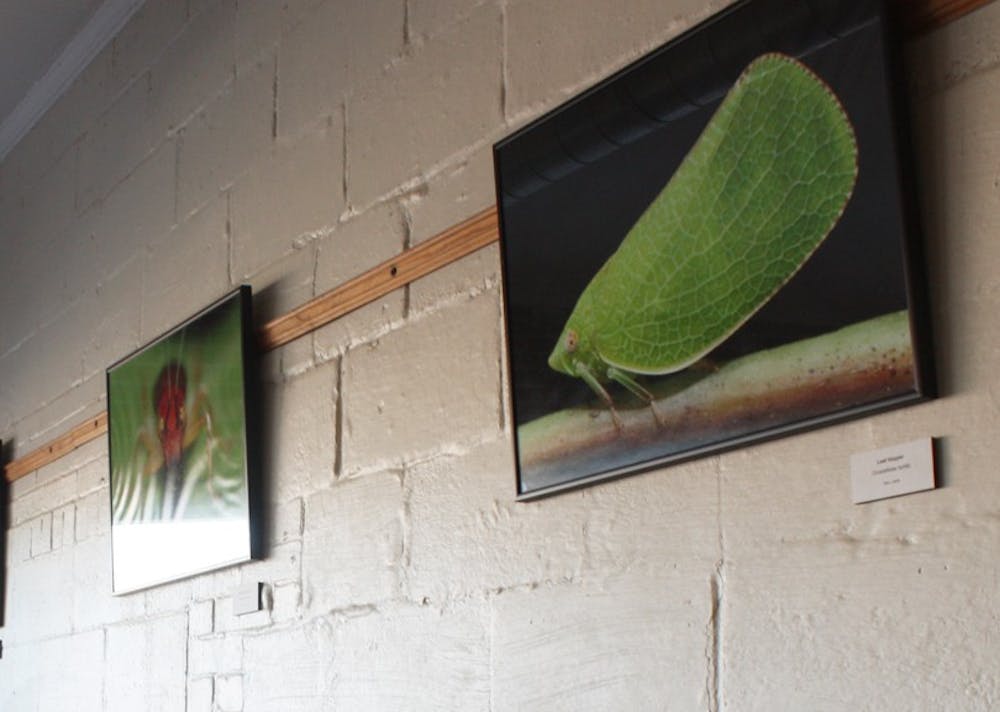 Nature photographs by artist Stan Lewis are displayed at Open Eye Café in Carrboro.   As a part of its mission, the cafe regularly features the work of local artists on its walls.
