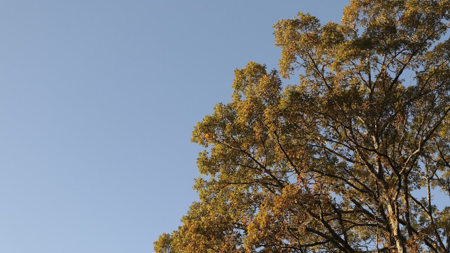 Chapel Hill will celebrate Arbor Day, a day to recognize trees and their importance,&nbsp;on Nov. 18.&nbsp;