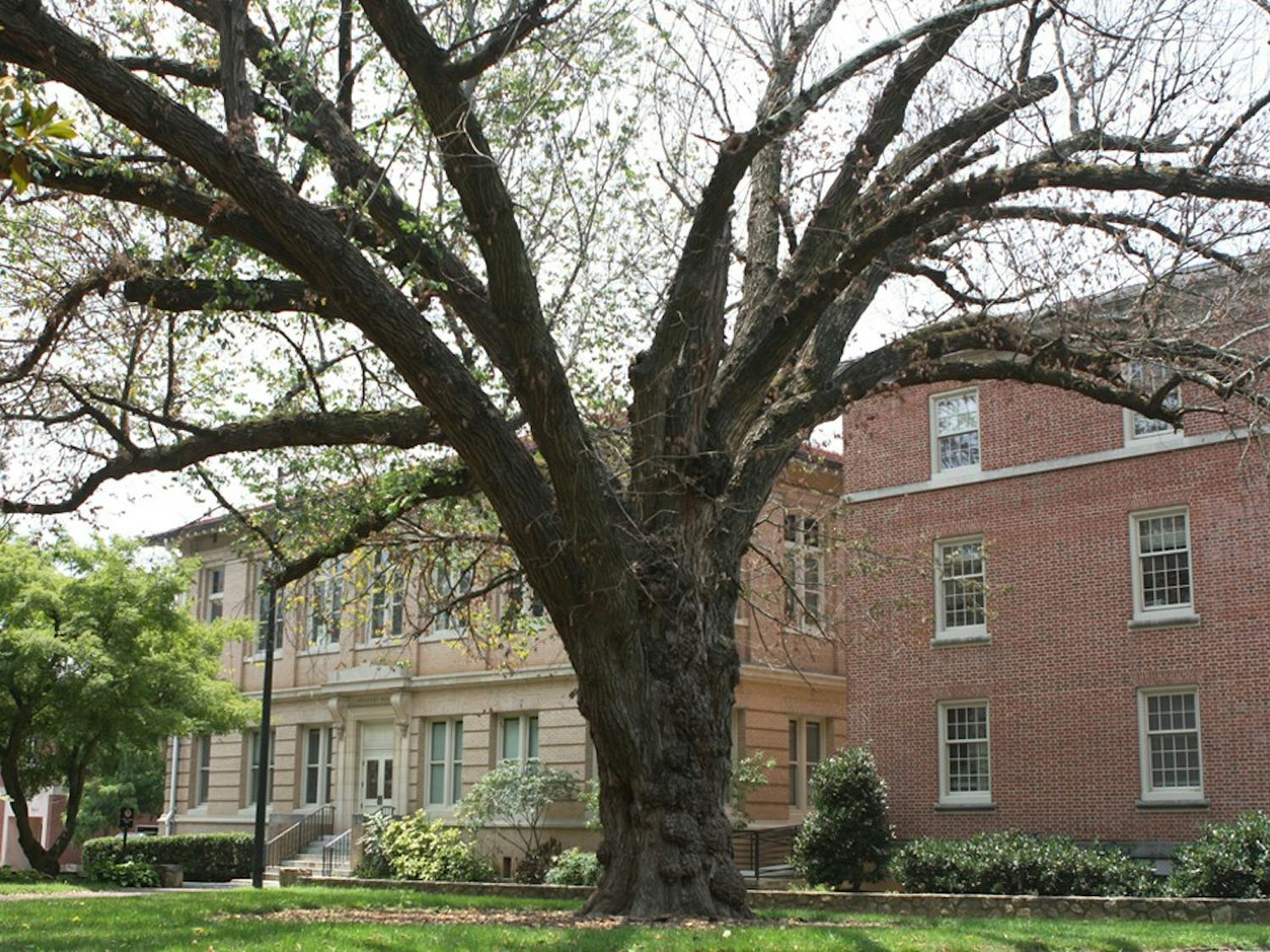 Photo: UNC’s ‘oldest elm tree’ cut down due to disease, insects (Erin Hull)
