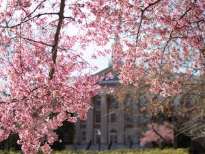 Cherry blossoms bloom on the UNC-CH Campus off of Polk Place on Feb. 14, 2023.