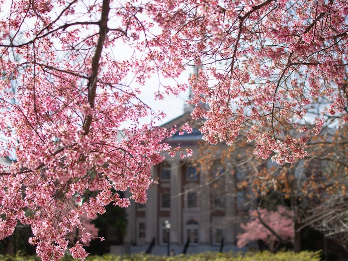 Cherry blossoms bloom on the UNC-CH Campus off of Polk Place on Feb. 14, 2023.