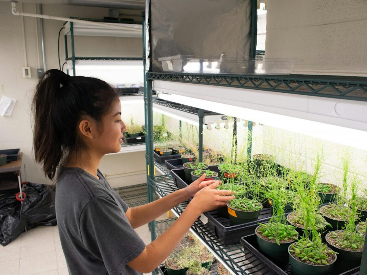 Brianna Chan, a first-year environmental health major, monitors the health of the plants in Coker Hall.