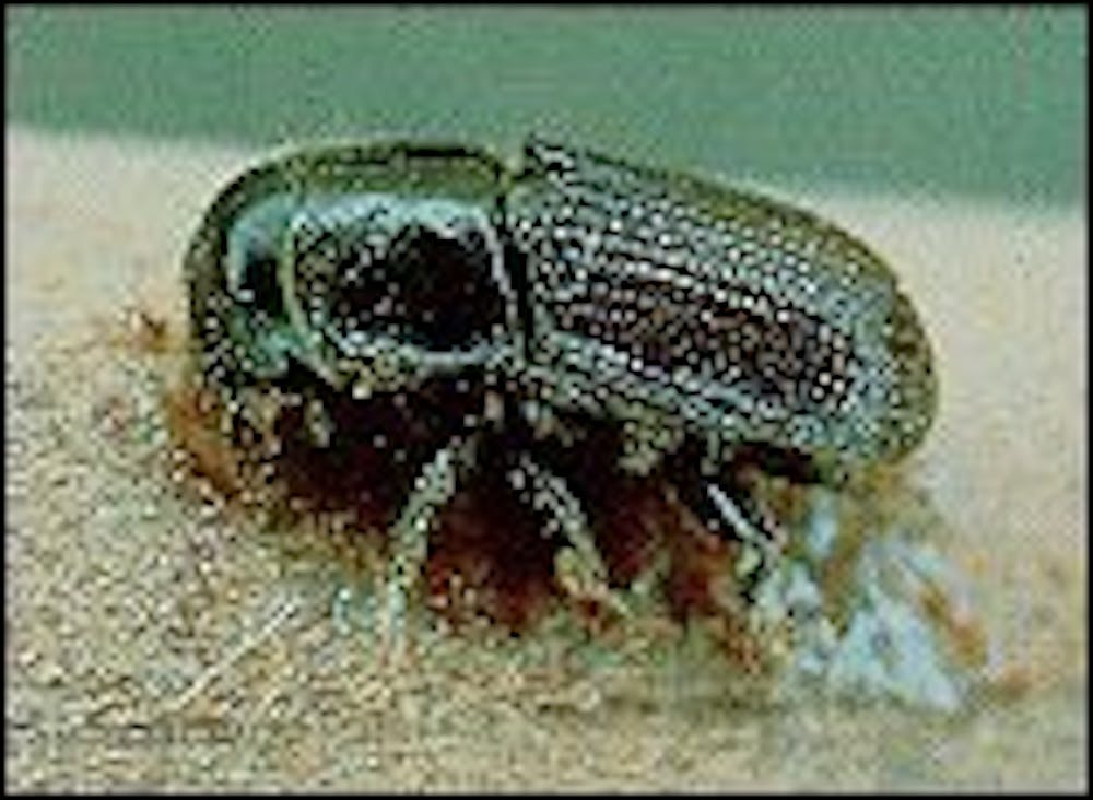 	The Southern Pine Beetle.

	Courtesy of the US Forest Service