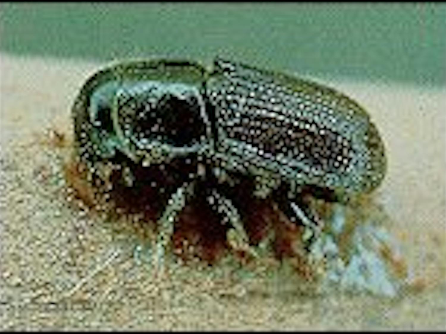 	The Southern Pine Beetle.

	Courtesy of the US Forest Service