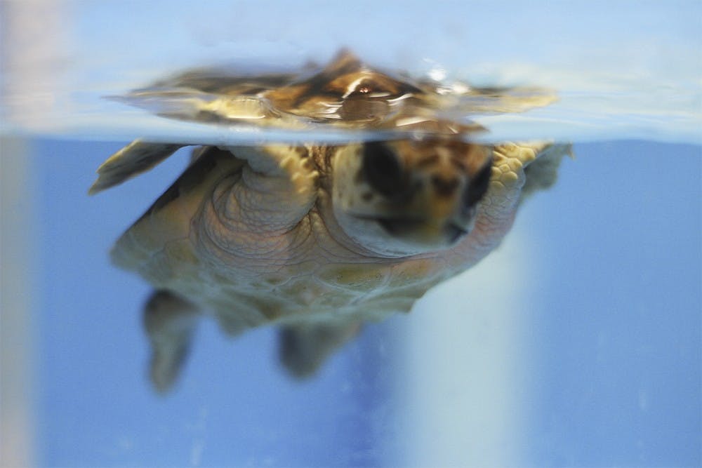 One of the loggerhead sea turtles studied by UNC biology professor Kenneth Lohmann swims.