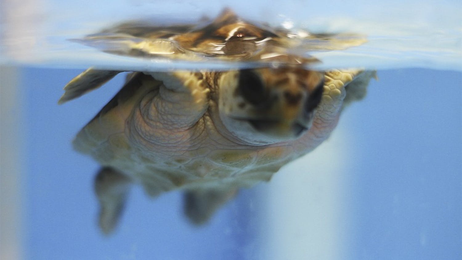 One of the loggerhead sea turtles studied by UNC biology professor Kenneth Lohmann swims.