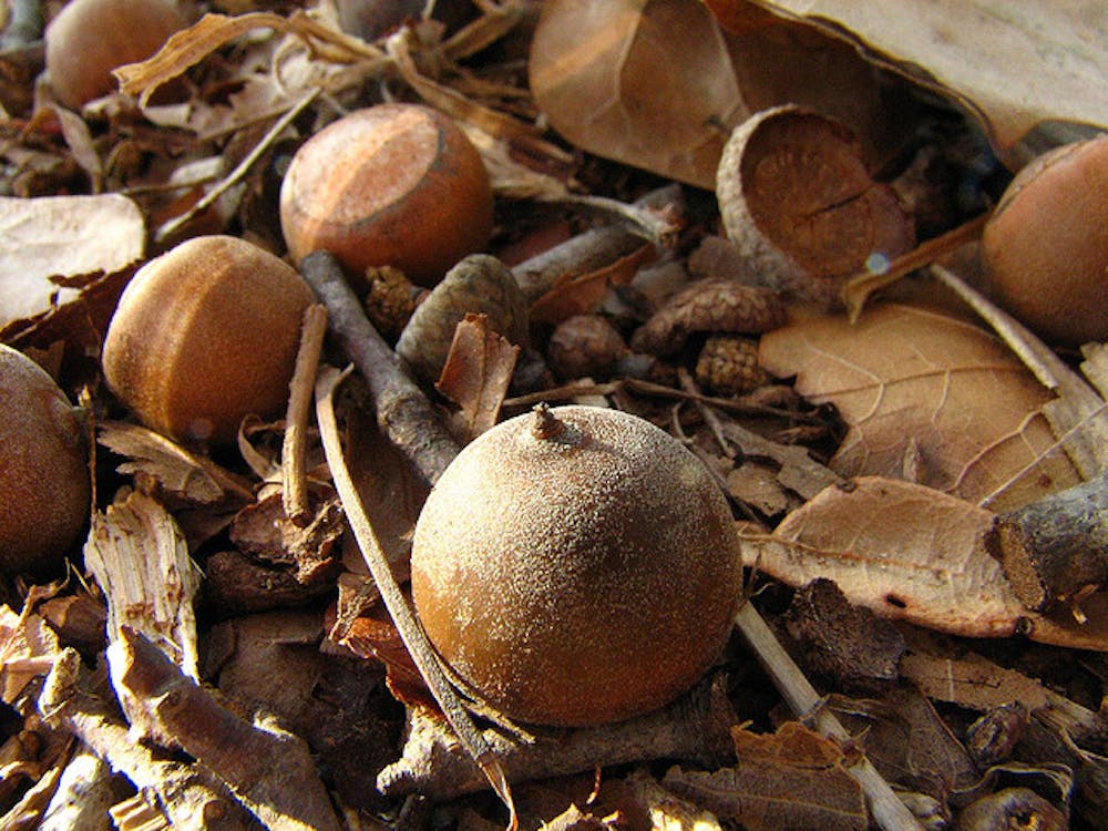 	<p>Acorns. Photo from <a href="http://www.flickr.com/photos/inserttitlehere/85749611/">Insert Photographer Here</a> on Flickr Creative Commons.</p>