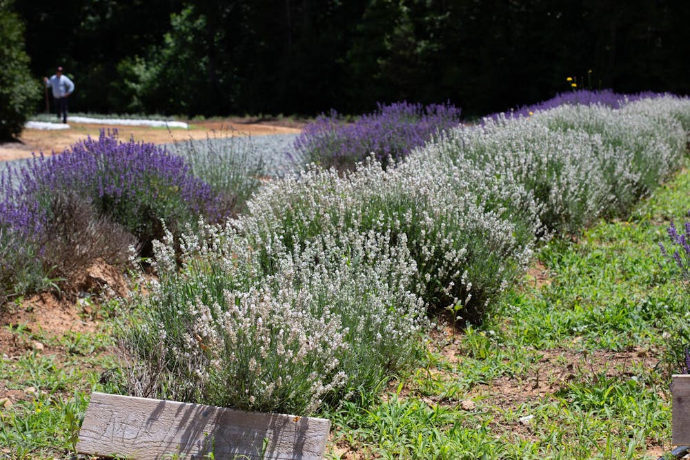 05302024_denman_lifestyle-lavender-farm-chapel-hill6.jpg