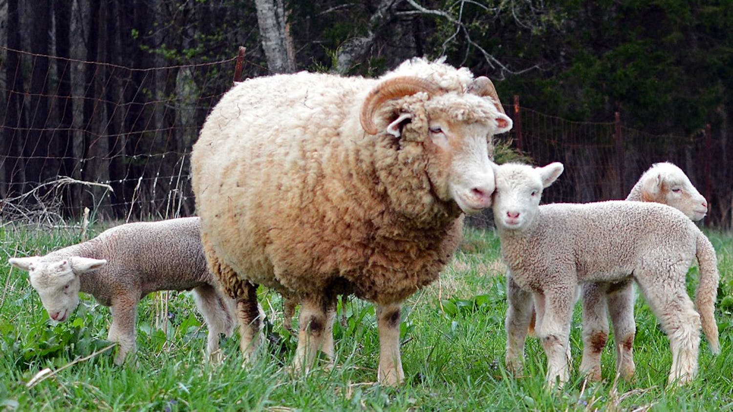 Several rams roam about at Hogan’s Magnolia View Farm on Old N.C. 86 on Tuesday evening. Rameses, UNC’s mascot, recently became the father of three baby lambs.