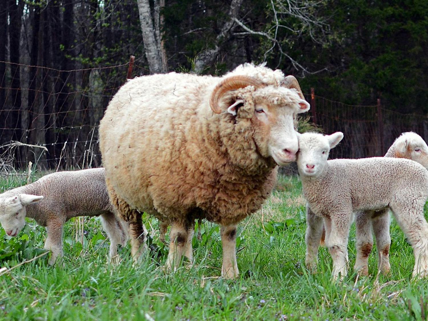 Several rams roam about at Hogan’s Magnolia View Farm on Old N.C. 86 on Tuesday evening. Rameses, UNC’s mascot, recently became the father of three baby lambs.