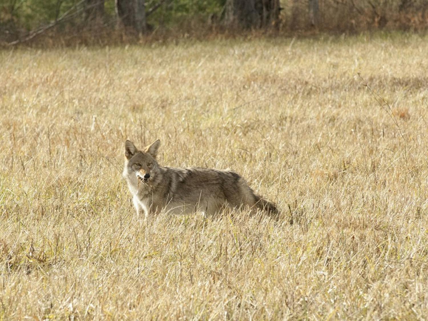 Coyote hunting in a field in Cades Cove. Photo courtesy of Missy McGaw.