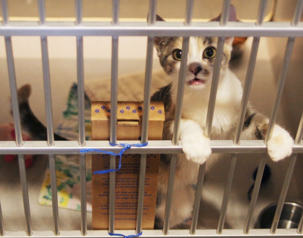 Photo: Orange County animal shelter's small cages cause some concern  (Elizabeth Mendoza)