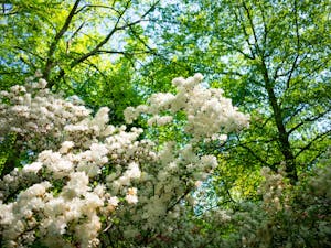 Flowers grow in Coker Arboretum on April 21st, 2021.