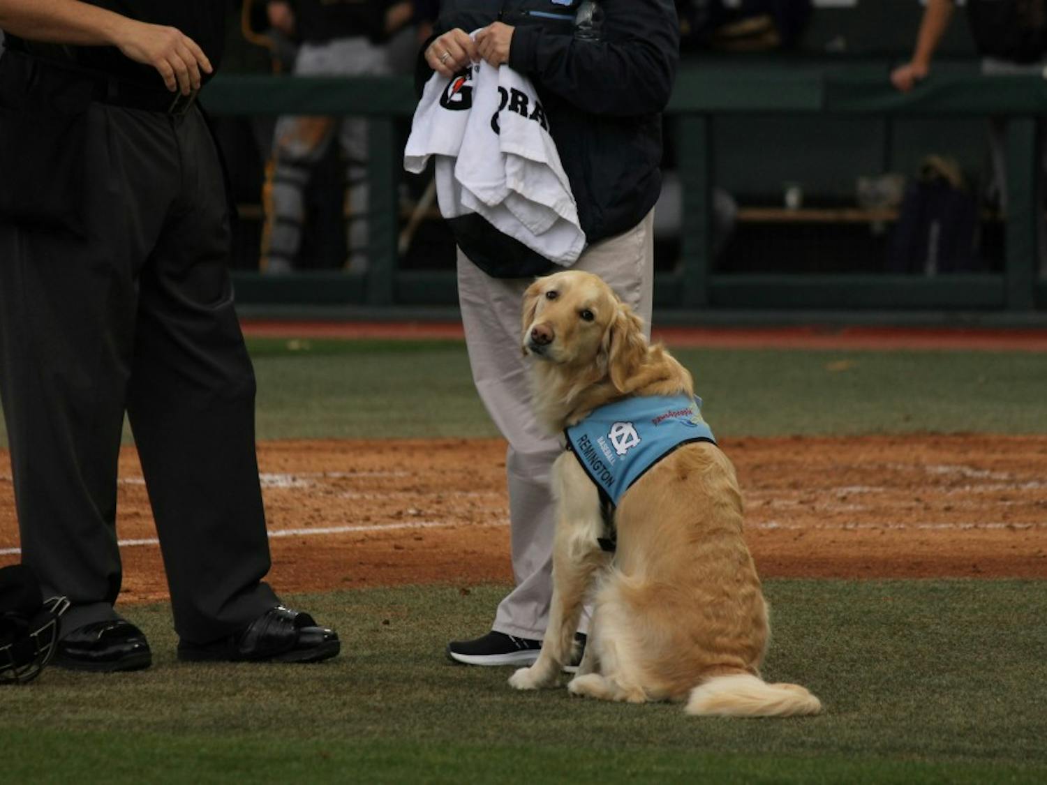 REMINGTON, UNC baseball's service dog, sits on the field during a Feb. 25 game against East Carolina.