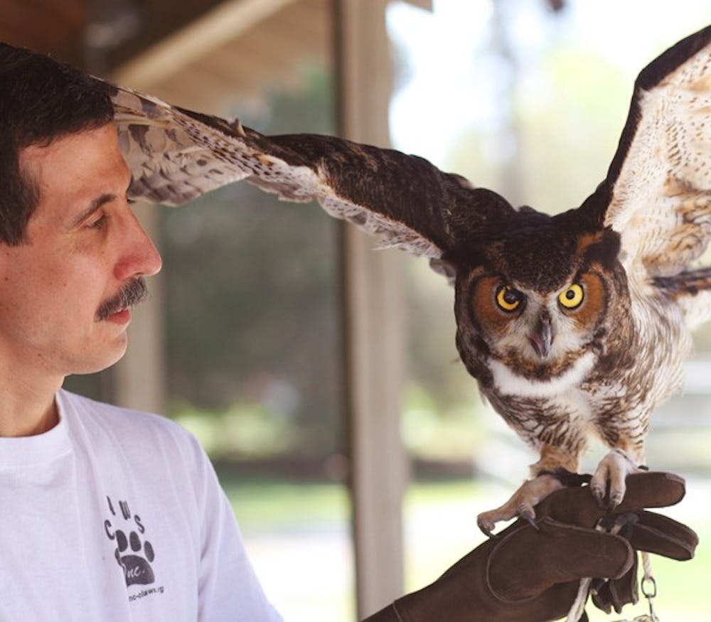Vincent Mammone of Chapel Hill-based Creative Learning About Wildlife Species holds a great horned owl. DTH/ Katherine Vance