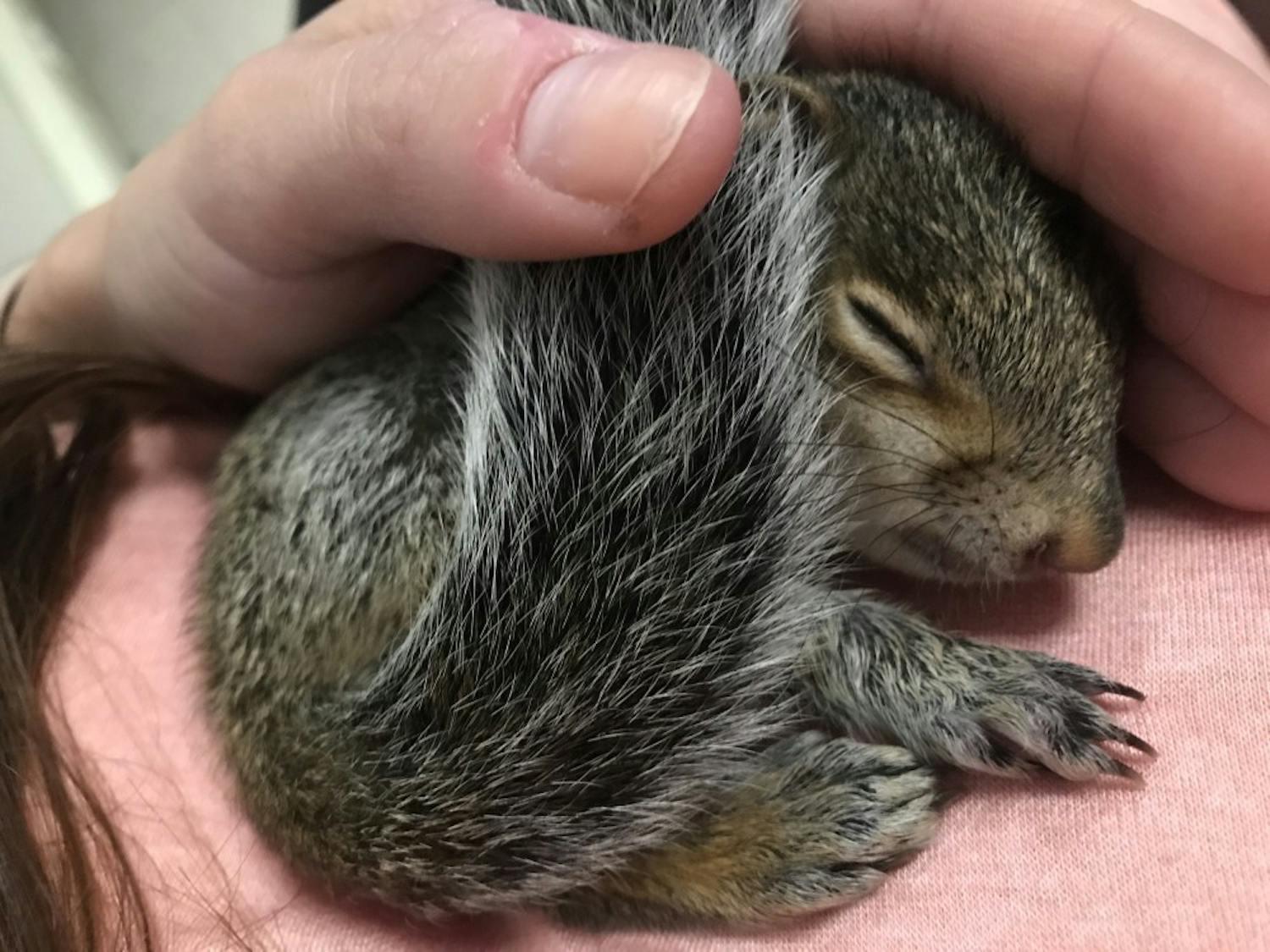 Lynn Owens cradles her pet squirrel, Mr. Nuts.