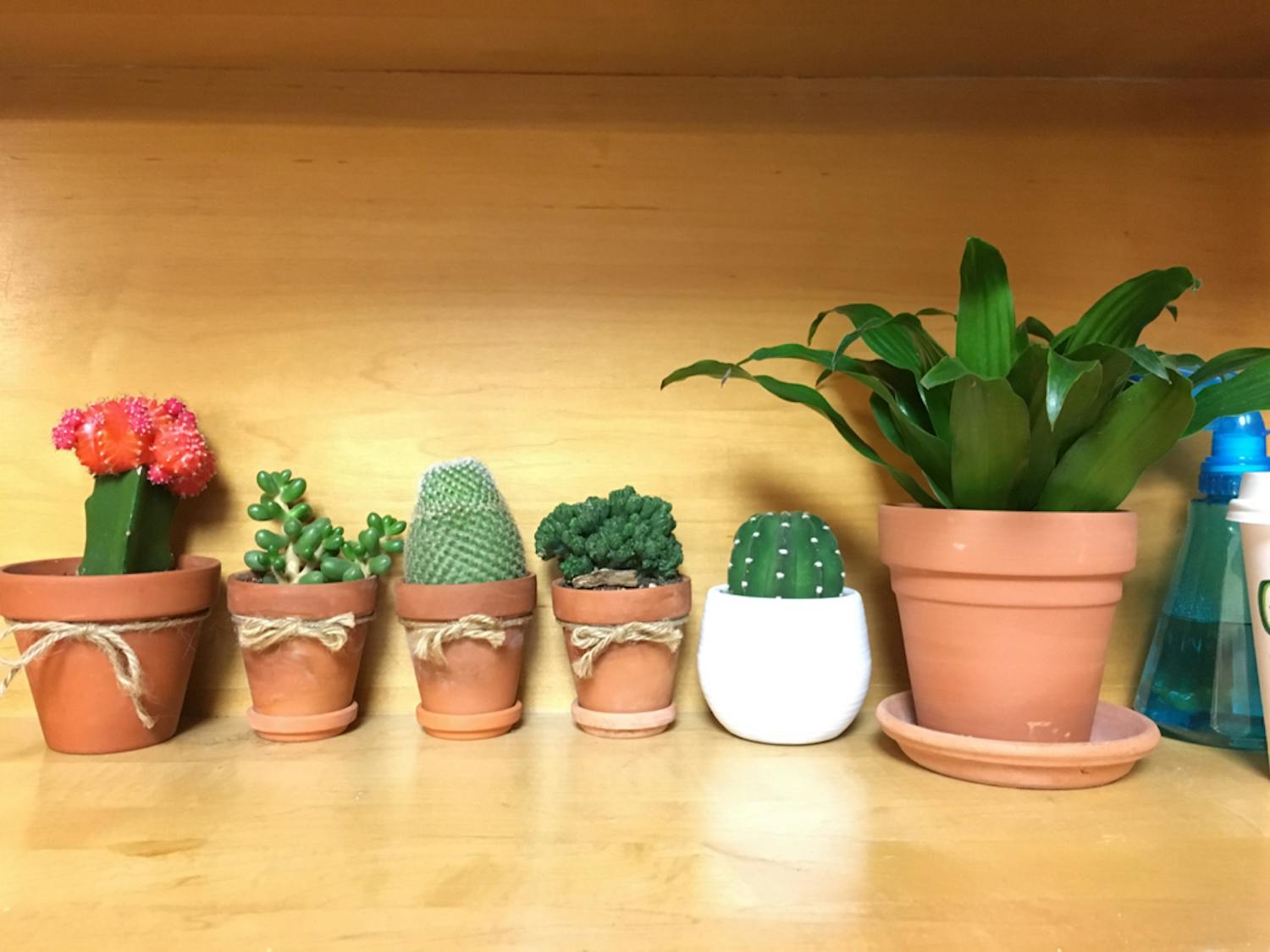 Plants line the shelf in first-year Carmen Li's dorm room.