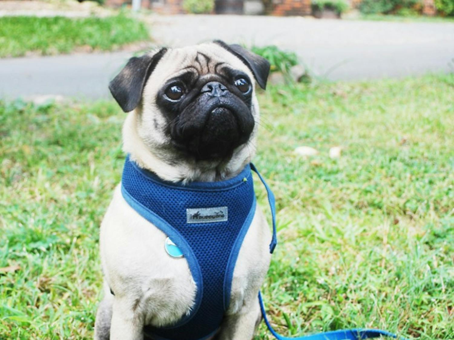 Pug Thadeus (aka the dog in the pictures) is put in a harness in his front yard by his owner Allison Tarr on Tuesday, September 13 on Dogwood Lane in Chapel Hill