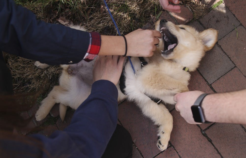 Studies show that dogs tend to be protective of their owners. Here, 4-month-old Daisy plays with students in front of Carroll Hall.