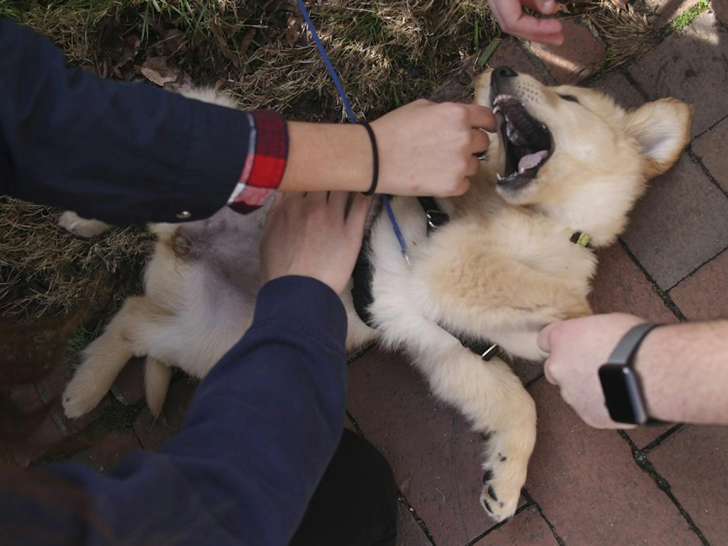 Studies show that dogs tend to be protective of their owners. Here, 4-month-old Daisy plays with students in front of Carroll Hall.