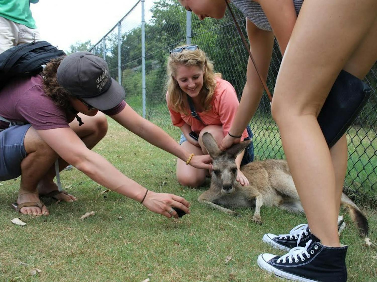Callie pets a kangaroo while studying abroad in Australia. Photo courtesy of Callie Riek.&nbsp;