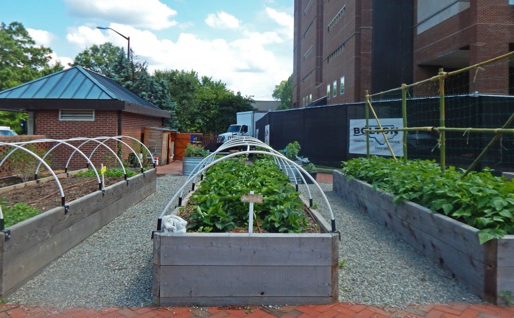 The pilot Edible Campus garden is located behind Davis Library and hosts a number of fruits and vegetables that are ready or nearly ready for harvest, including oregano and chives. 