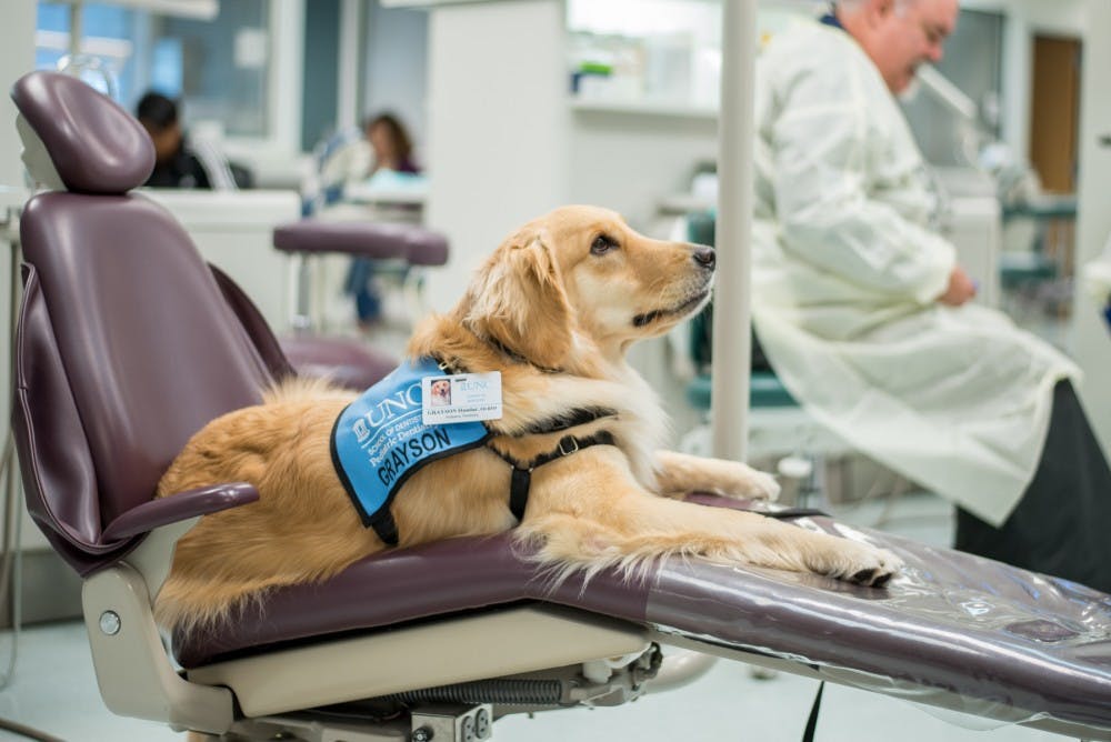 <p>The UNC School of Dentistry’s rehabilitative facility dog, GRAYSON, will also be on-site during the Give Kids A Smile event on Friday, Feb. 1, 2019. Photo courtesy of Chris Pope.</p>