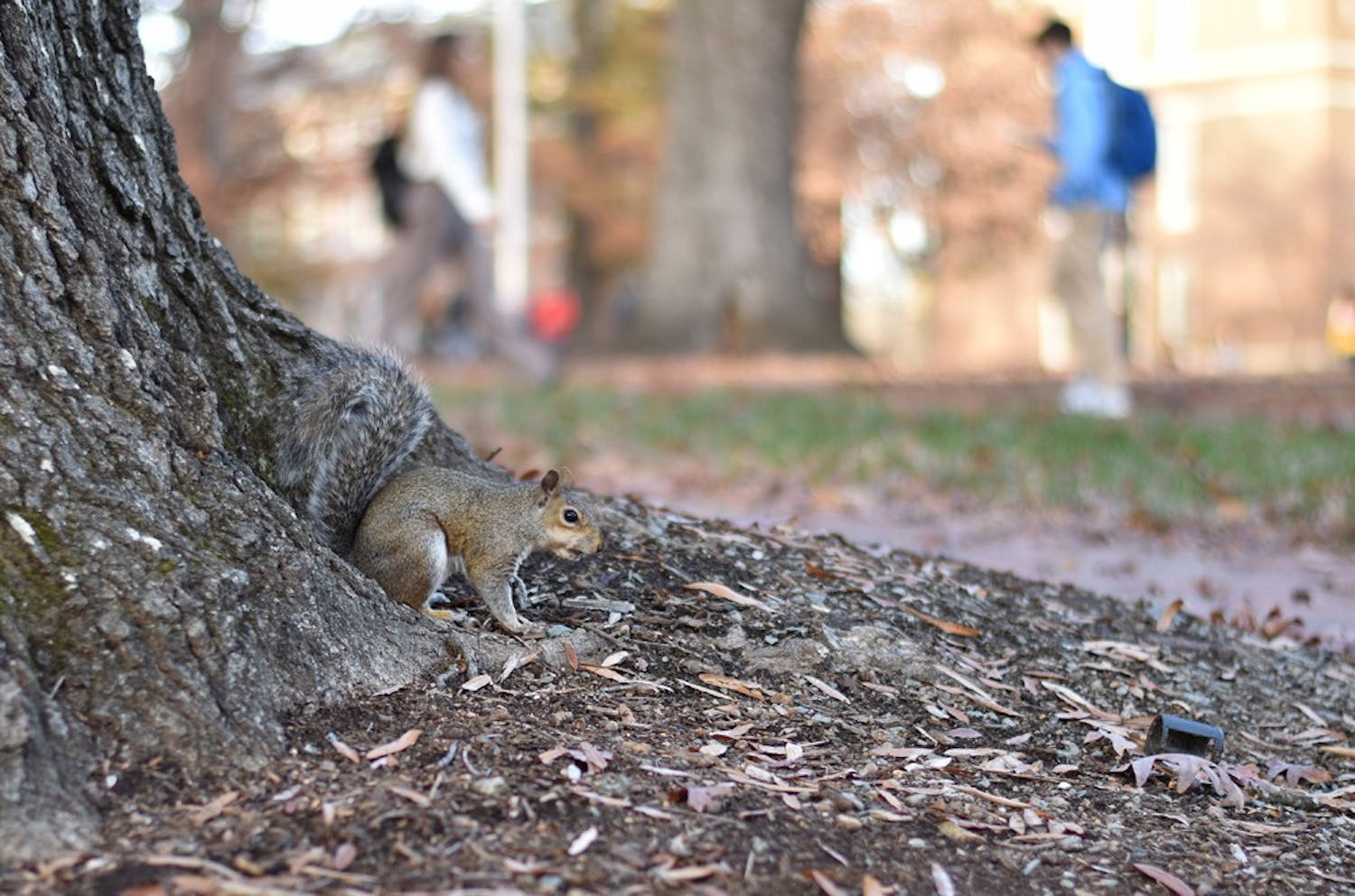 A squirrel runs down a tree in the quad.