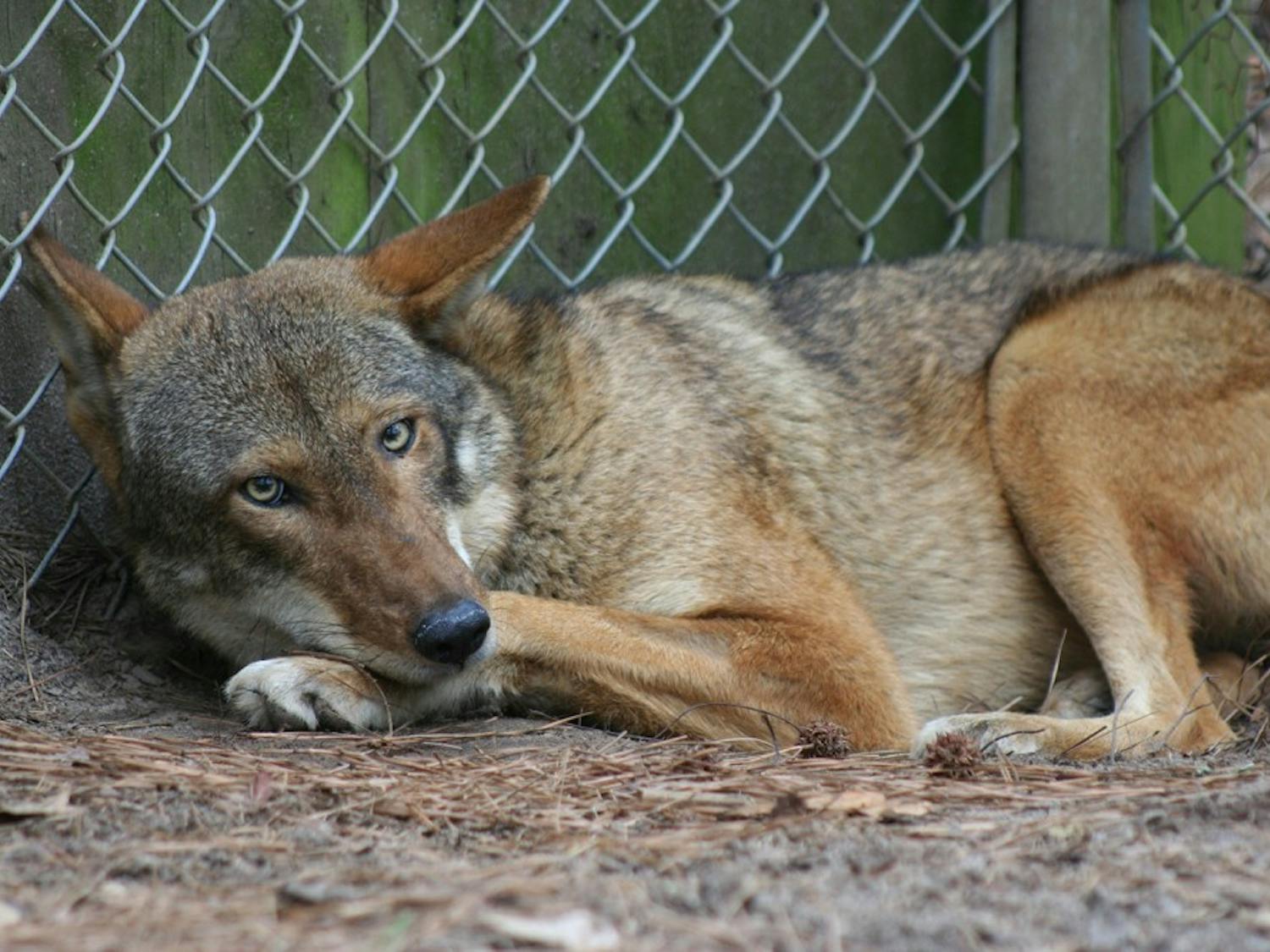 A female red wolf from St. Vincent&nbsp;rests before being released&nbsp;at Alligator River on the Atlantic Coast. Only 40 red wolves remain in the world, all in North Carolina. Photo courtesy of Olivia Slagle.&nbsp;
