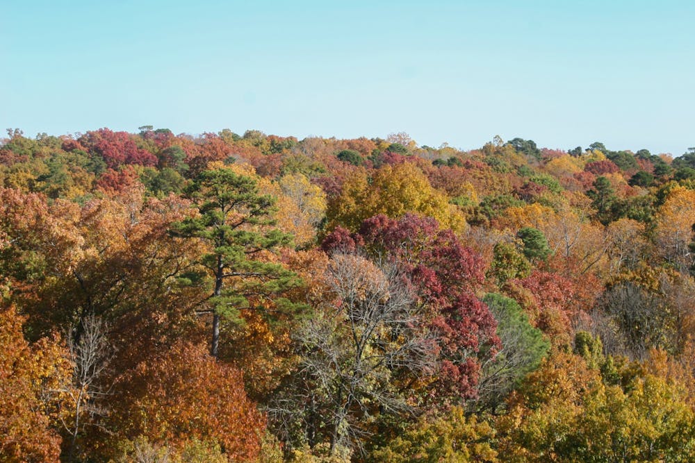 North Carolinian trees display their bright fall colors. In November, the N.C. Forest Service Nursery and Tree Improvement program will sell tree seedlings 25% off to military members.  