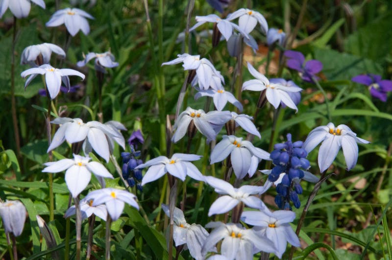 Coker Arboretum provides tranquility, history Coker Arboretum provides tranquility, history