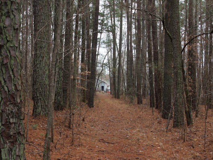 The Greene Tract is an undeveloped 164 acre property north of Chapel Hill on Sunday, Feb. 17, 2019.