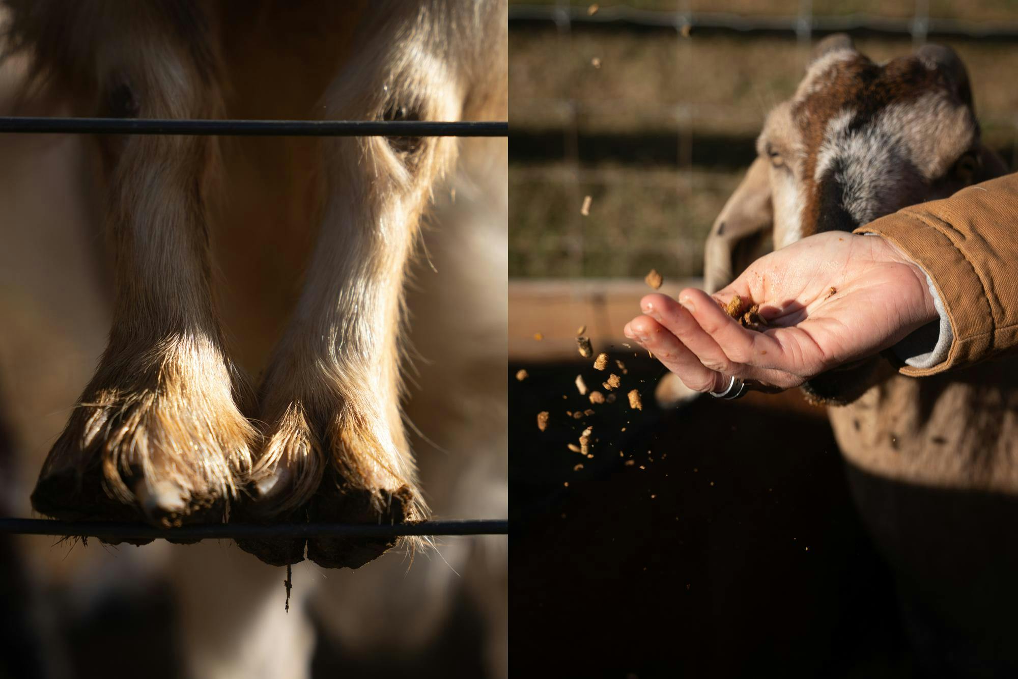 112224_Connors_lifestyle-winter-wonderland-with-goats_diptych.jpg